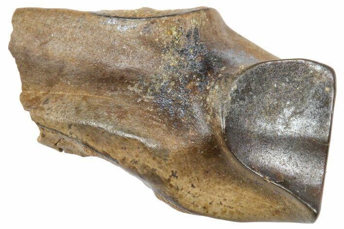 Fossil Triceratops Shed Tooth - Wyoming #364337